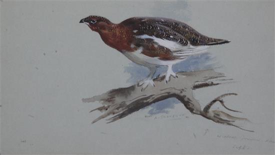 Archibald Thorburn (1860-1935) Willow Grouse, Norway 6.25 x 10.75in.